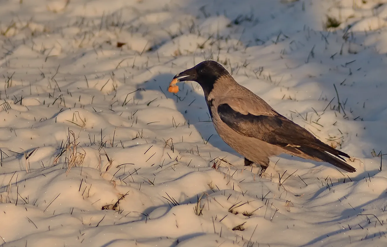 Photo wallpaper winter, snow, bird, food in the beak