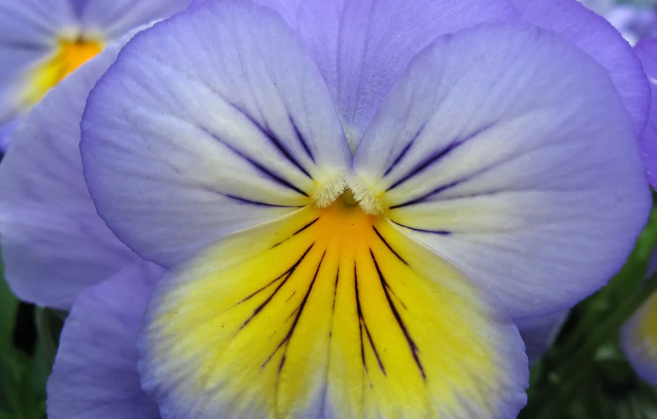 Photo wallpaper petals, violet, Pansy, flowers