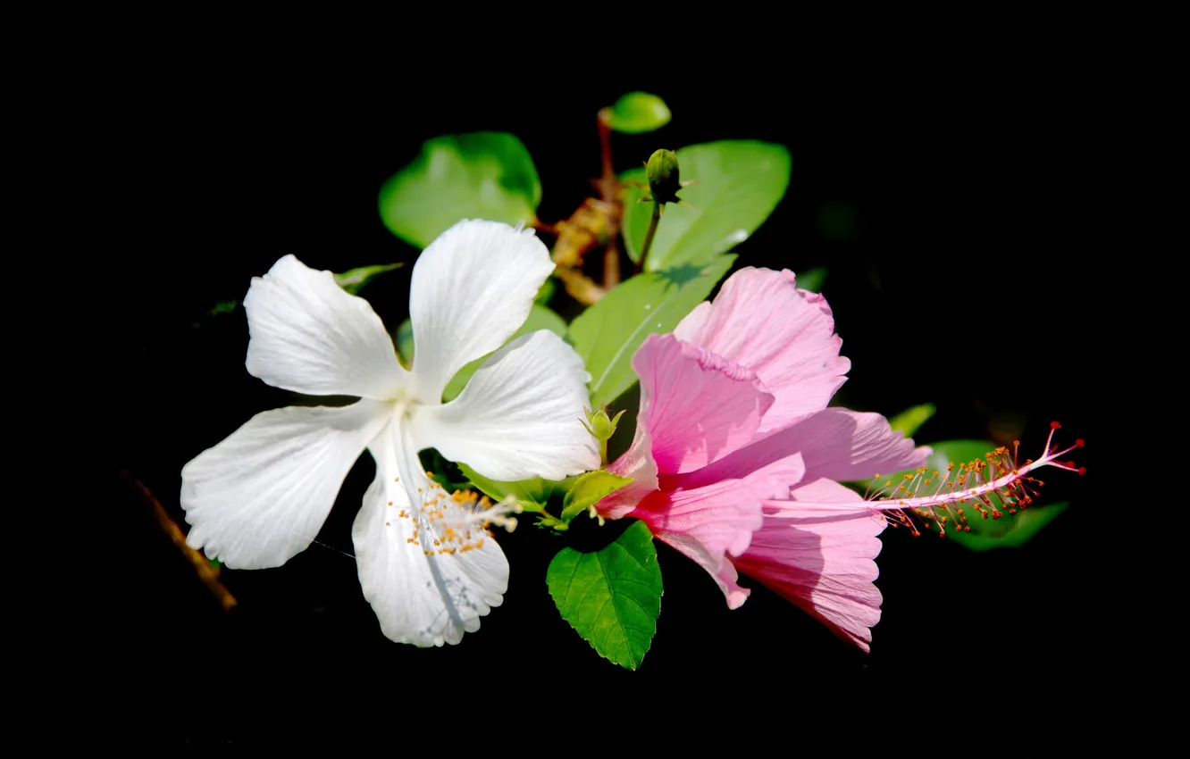 Photo wallpaper leaves, background, petals, hibiscus