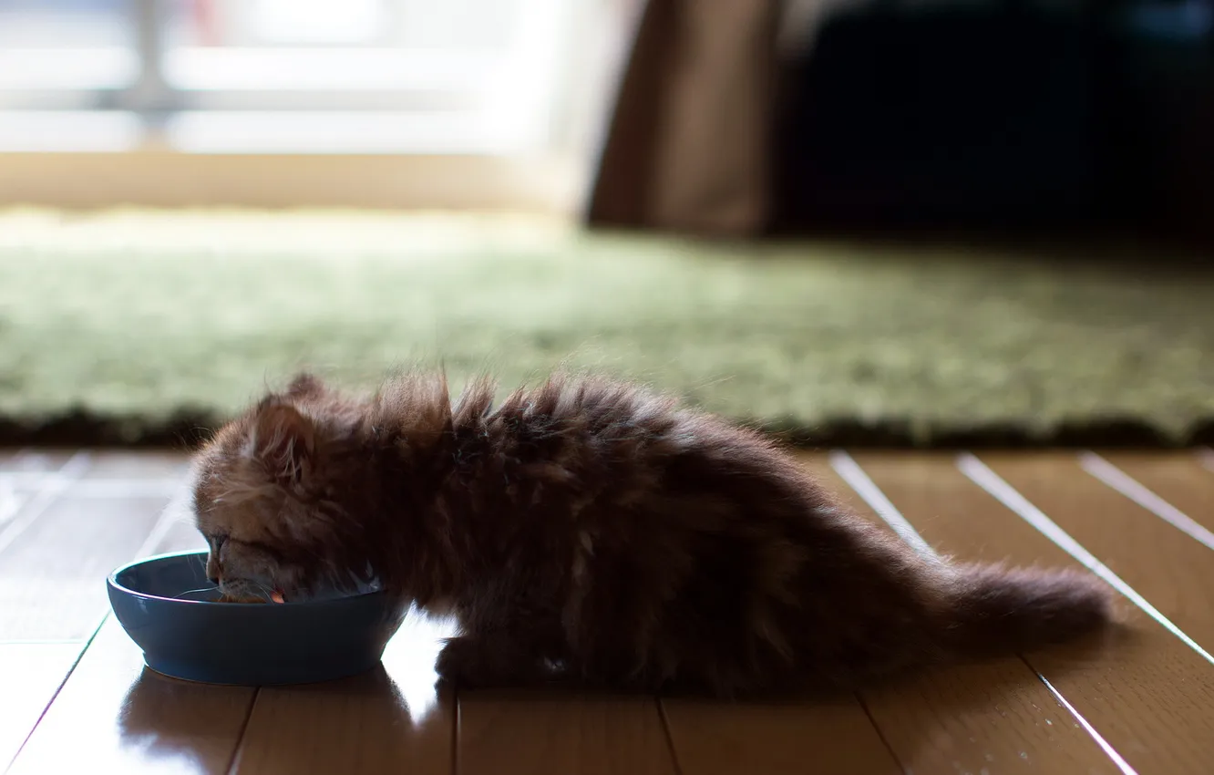 Photo wallpaper cat, food, torode