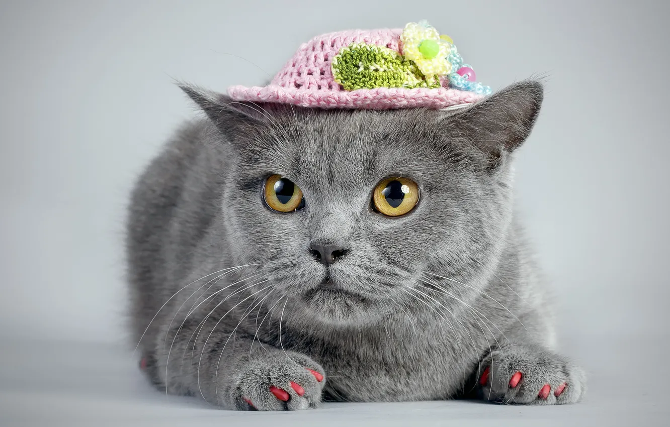 Photo wallpaper cat, look, hat