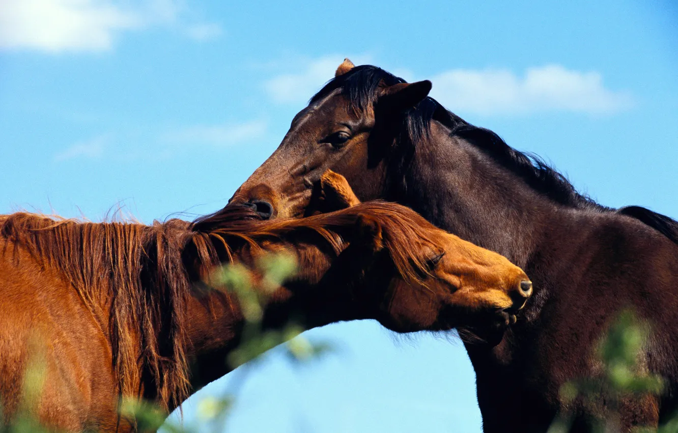 Photo wallpaper the sky, leaves, horse