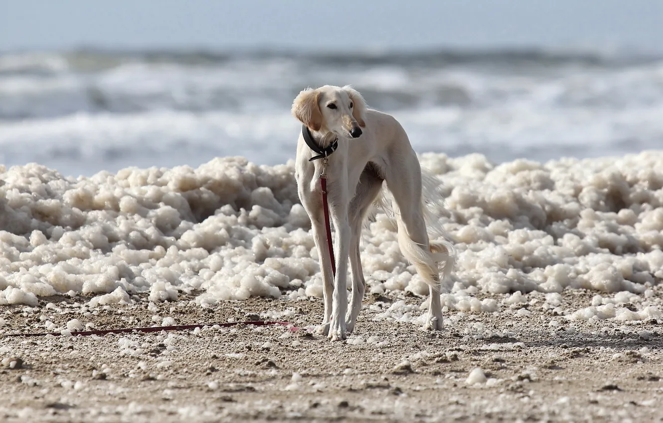 Photo wallpaper look, each, dog, Saluki