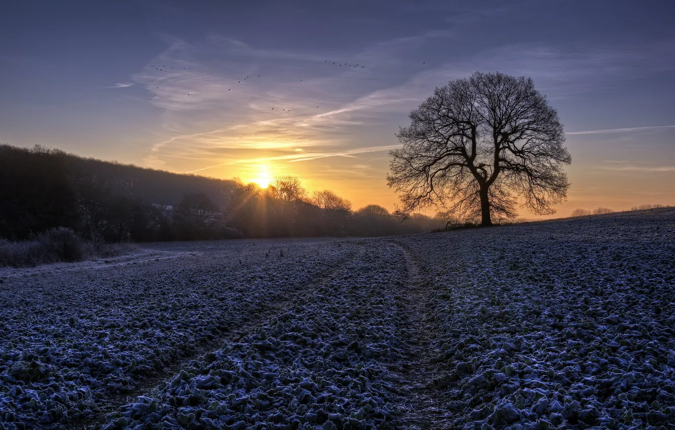 Photo wallpaper field, trees, landscape, morning