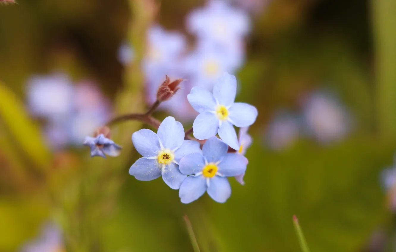 Photo wallpaper blue, garden, blooming