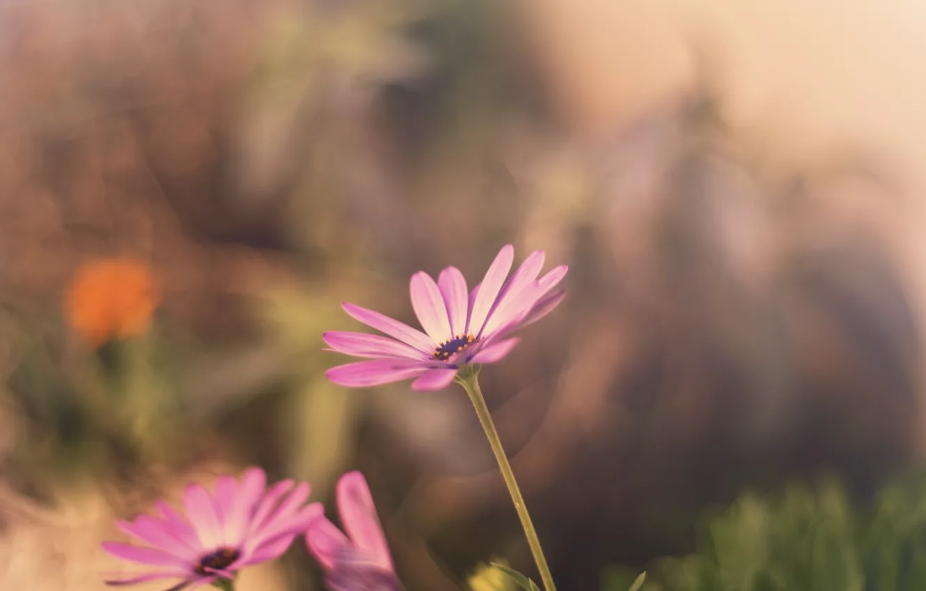 Photo wallpaper flower, flowers, background, pink, widescreen, Wallpaper, blur, wallpaper