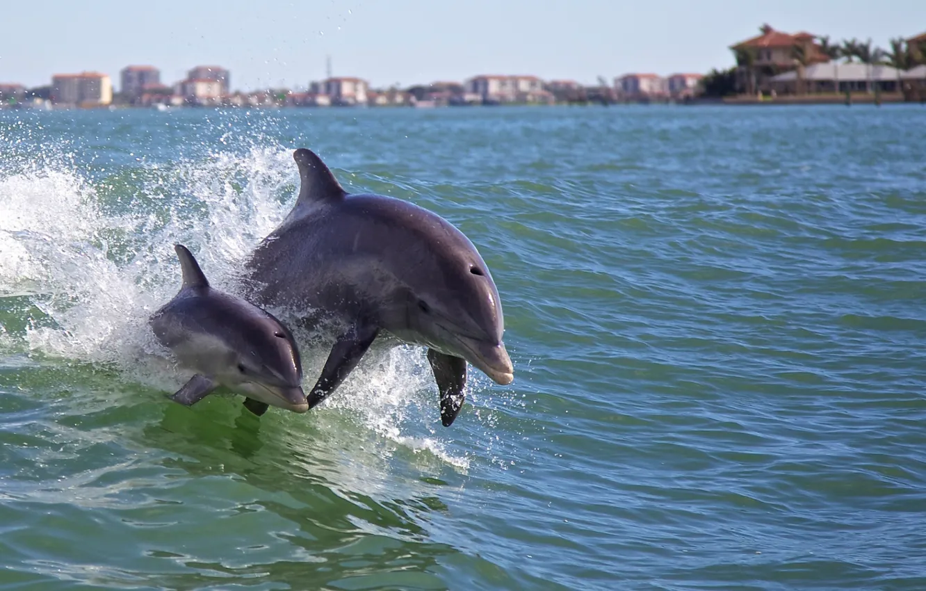 Photo wallpaper sea, summer, dolphins