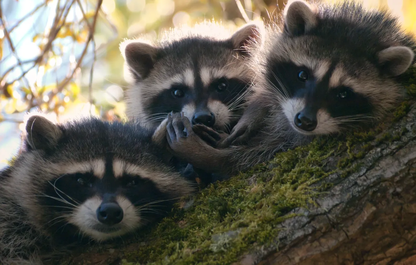 Photo wallpaper animals, tree, raccoons