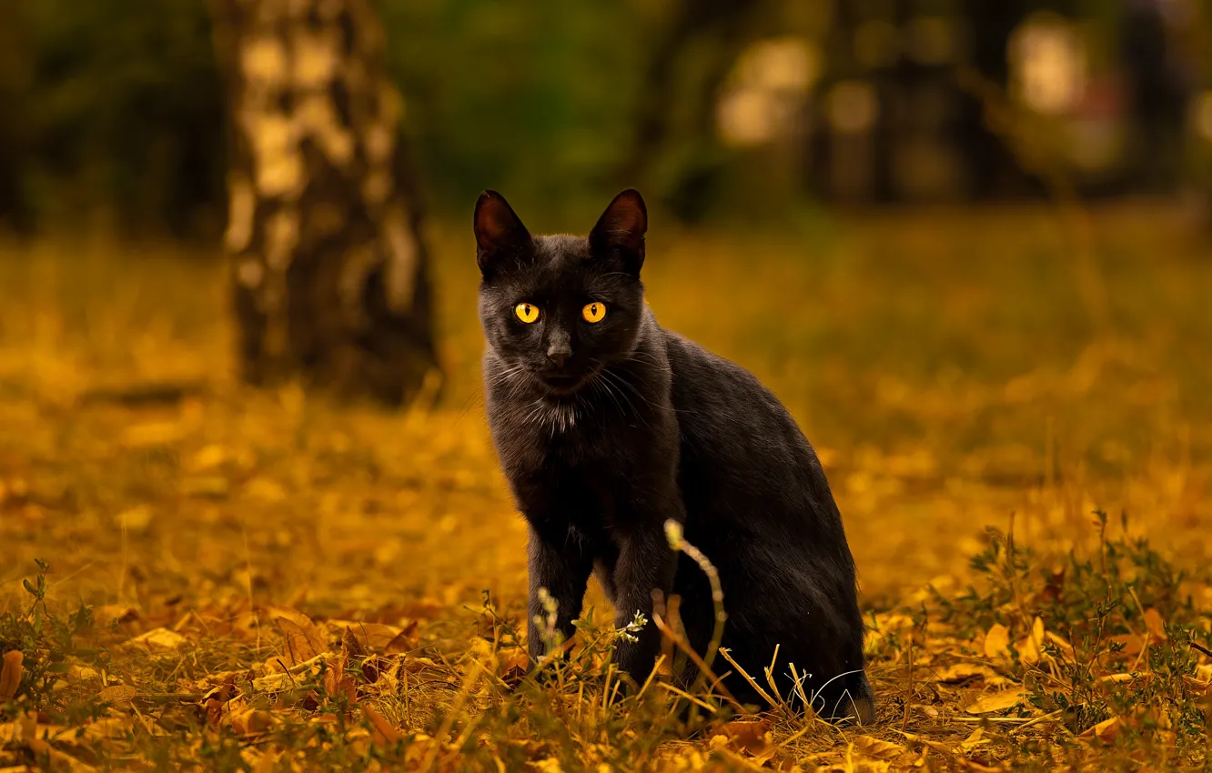 Photo wallpaper autumn, cat, grass, cat, look, trees, nature, pose