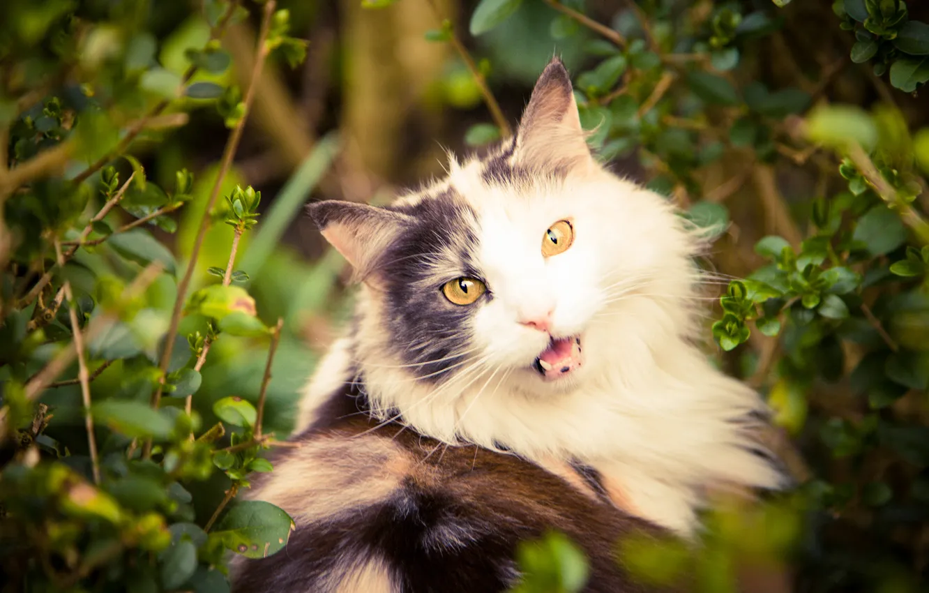 Photo wallpaper cat, cat, look, pose, face