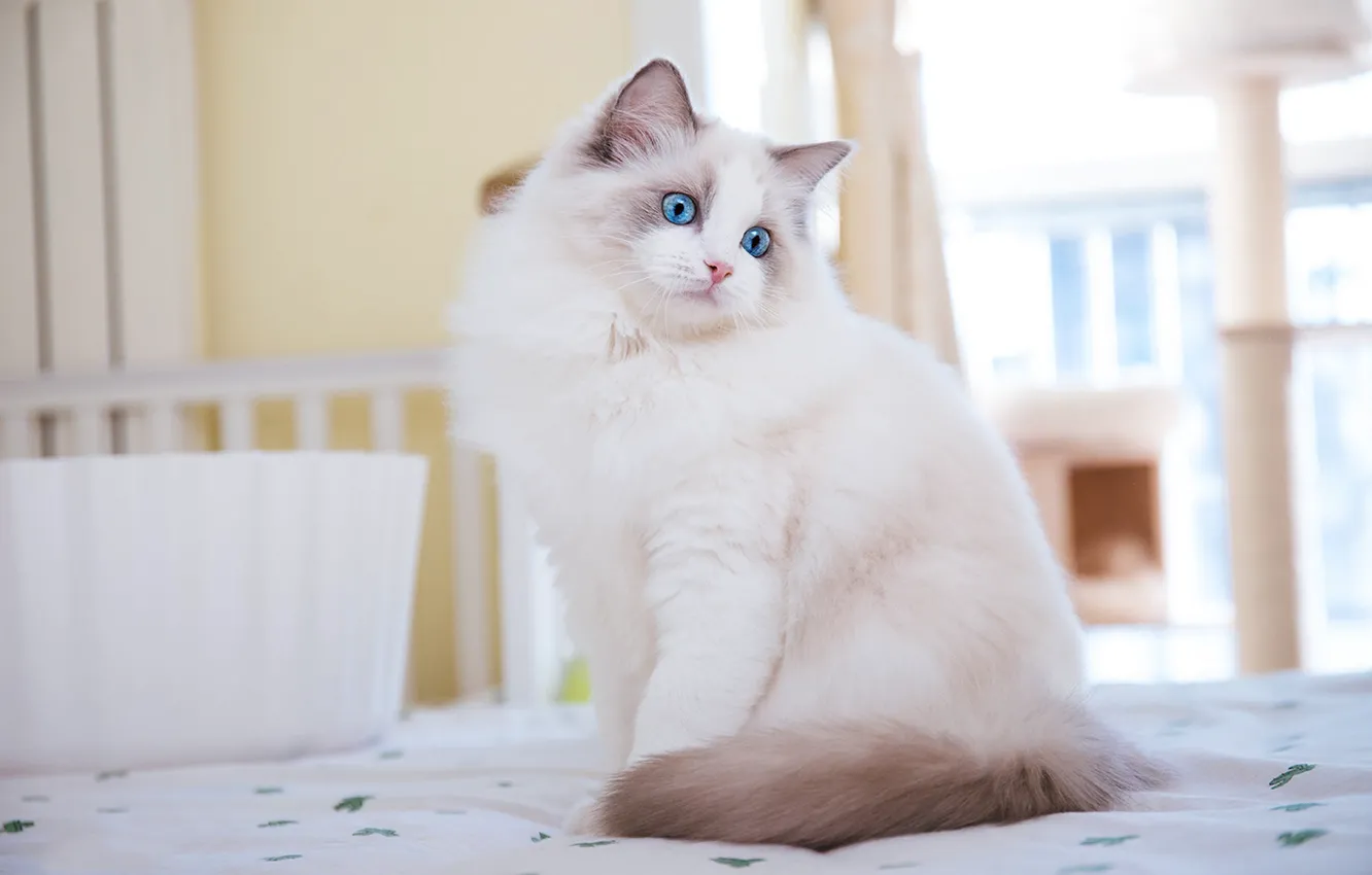 Photo wallpaper cat, cat, look, pose, face