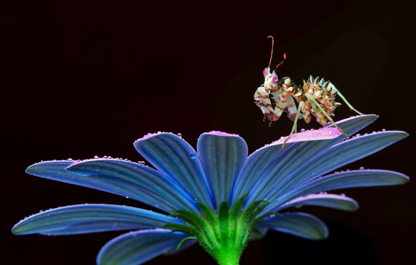 Photo wallpaper drops, macro, flowers, pose, mantis, unusual, petals, insect