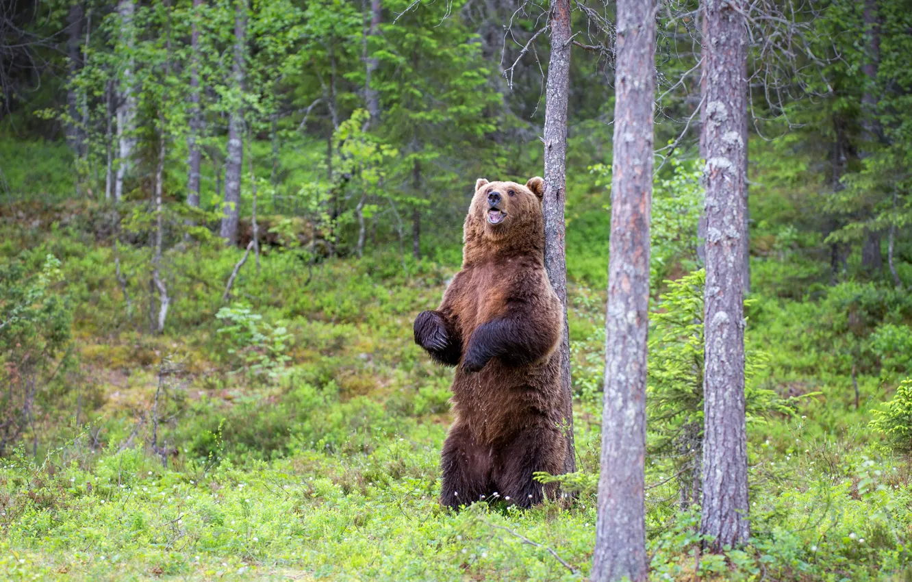 Photo wallpaper forest, summer, trees, glade, paws, bear, mouth, stand