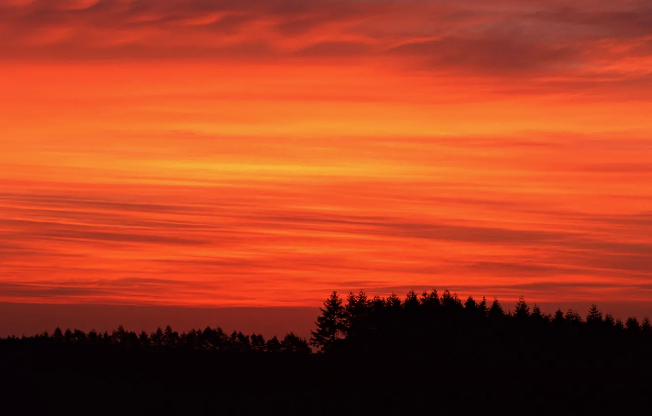 Photo wallpaper the sky, trees, sunset, earth