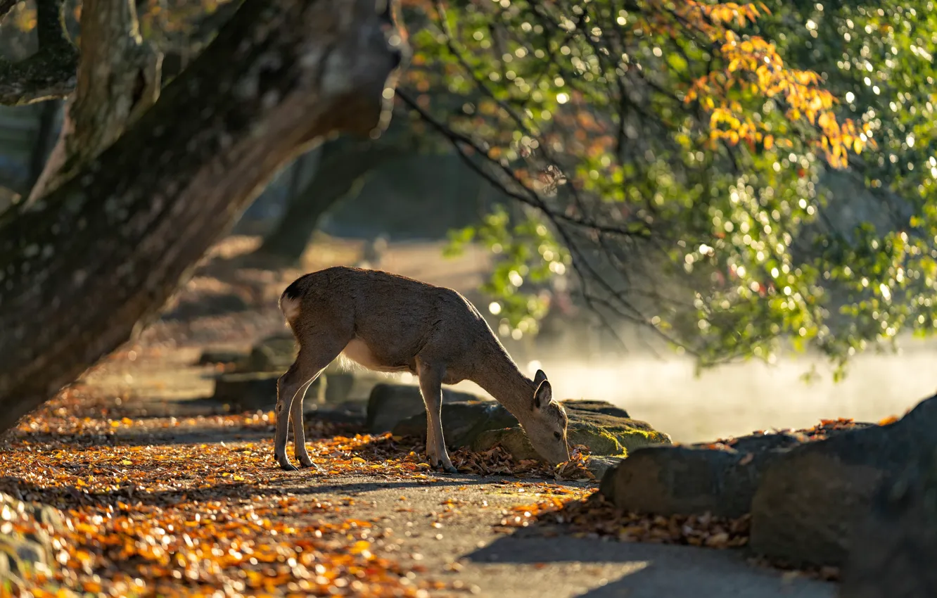 Photo wallpaper light, trees, Park, deer, ROE, grazing
