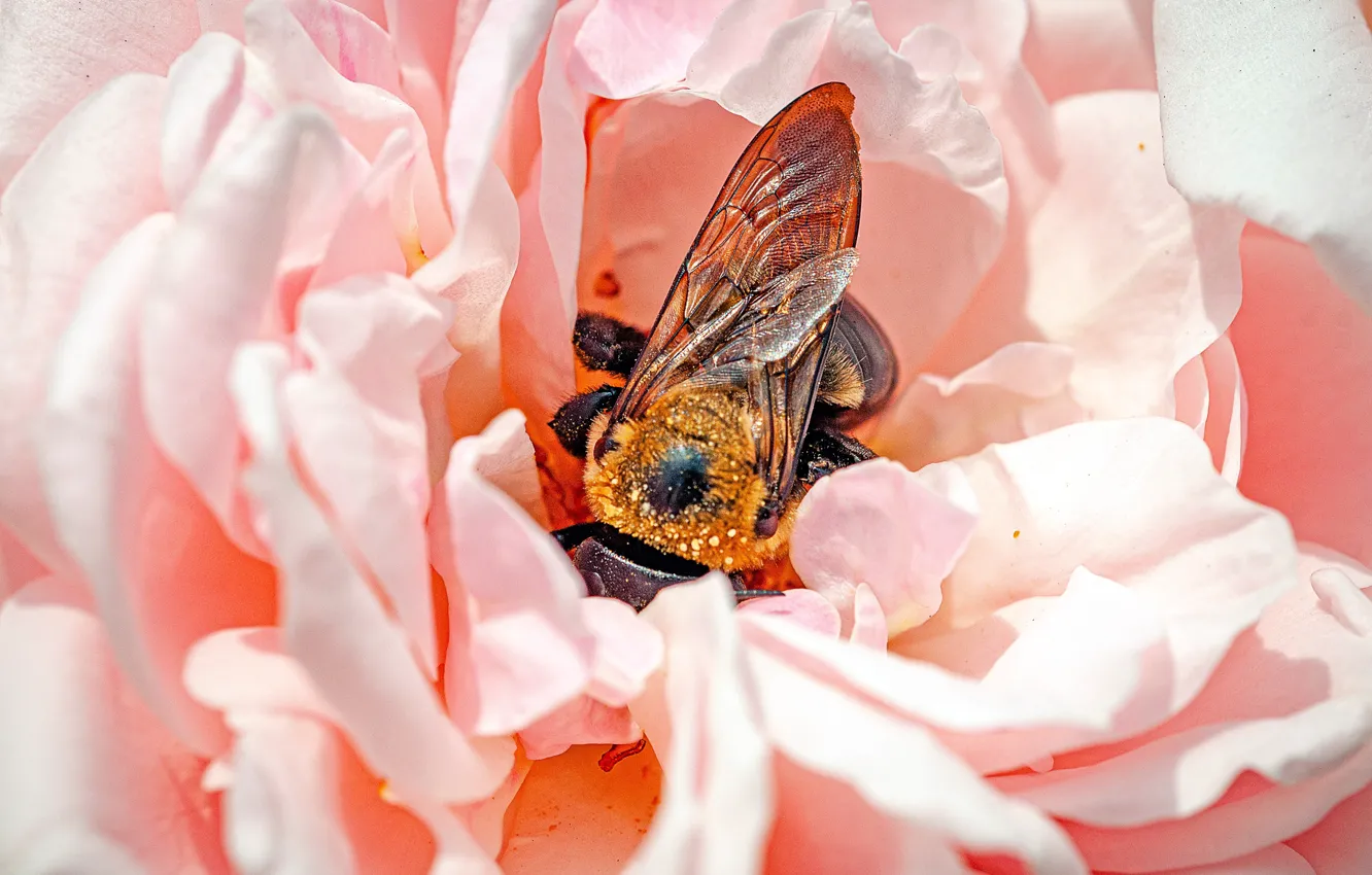 Photo wallpaper flower, macro, bee, pink, rose, petals