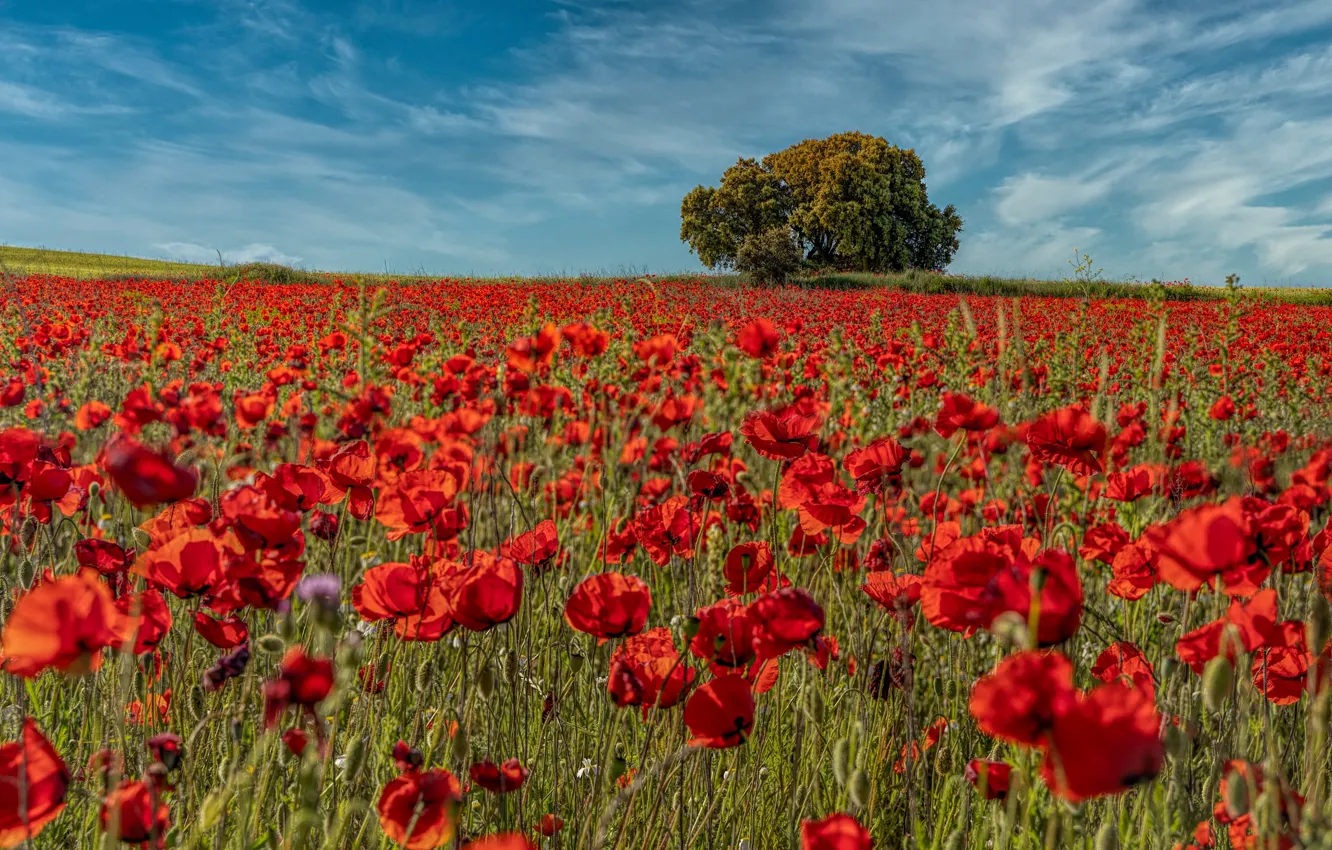 Photo wallpaper trees, red, flowers, field, poppy field, Maki, summer