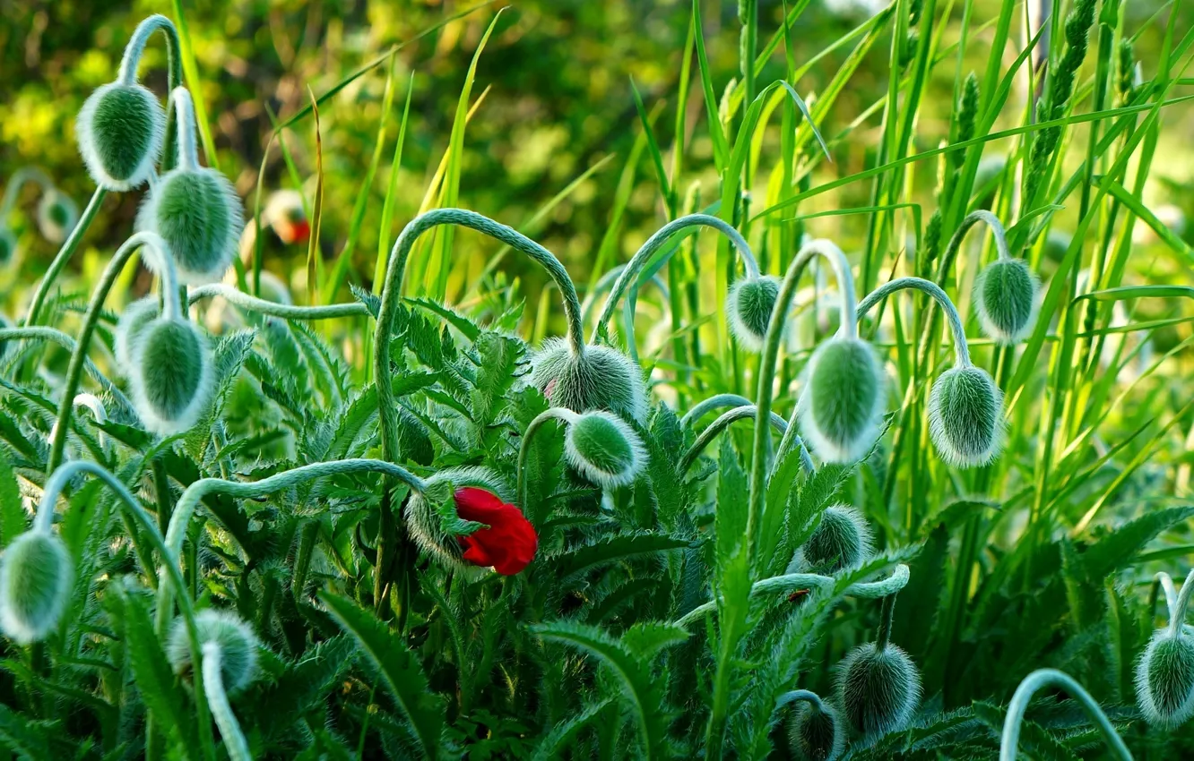 Photo wallpaper green, field, spring, poppy