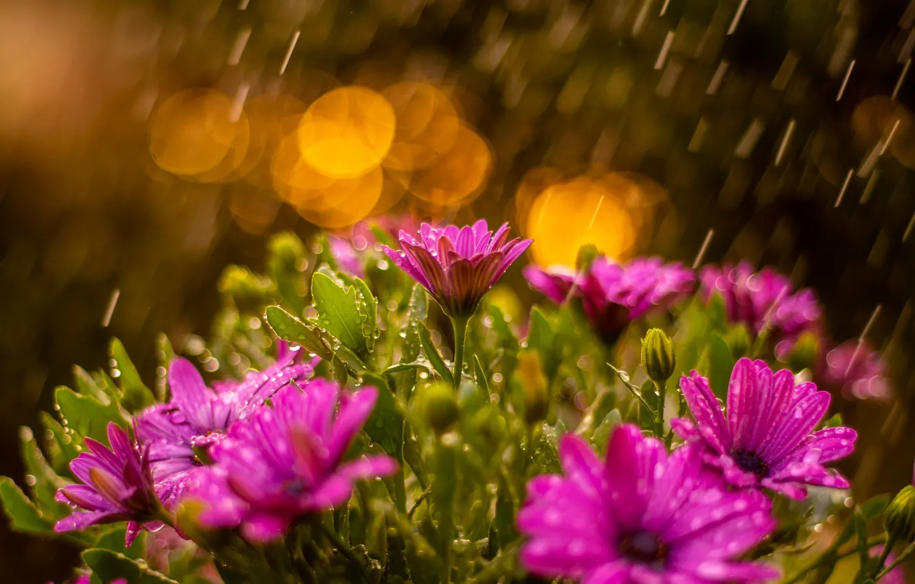 Photo wallpaper water, drops, flowers, nature, rain, chamomile, bokeh