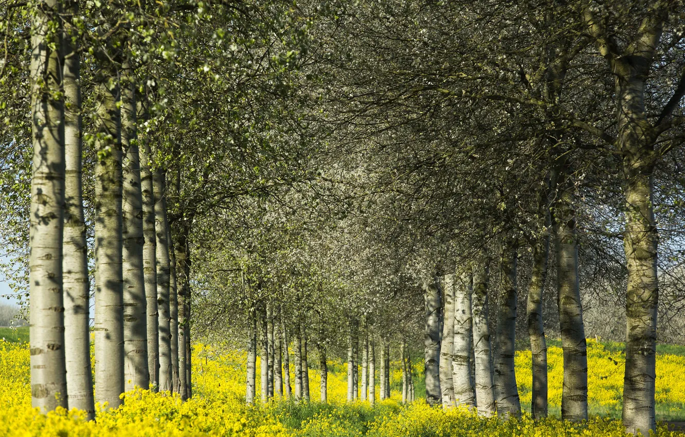 Photo wallpaper forest, the sky, flowers, yellow, rape, rapeseed field
