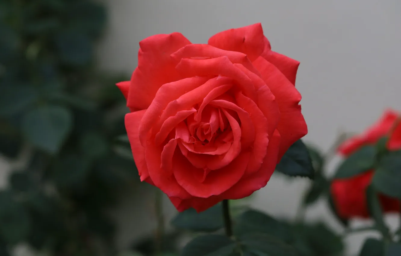 Photo wallpaper leaves, red, roses, buds, bokeh