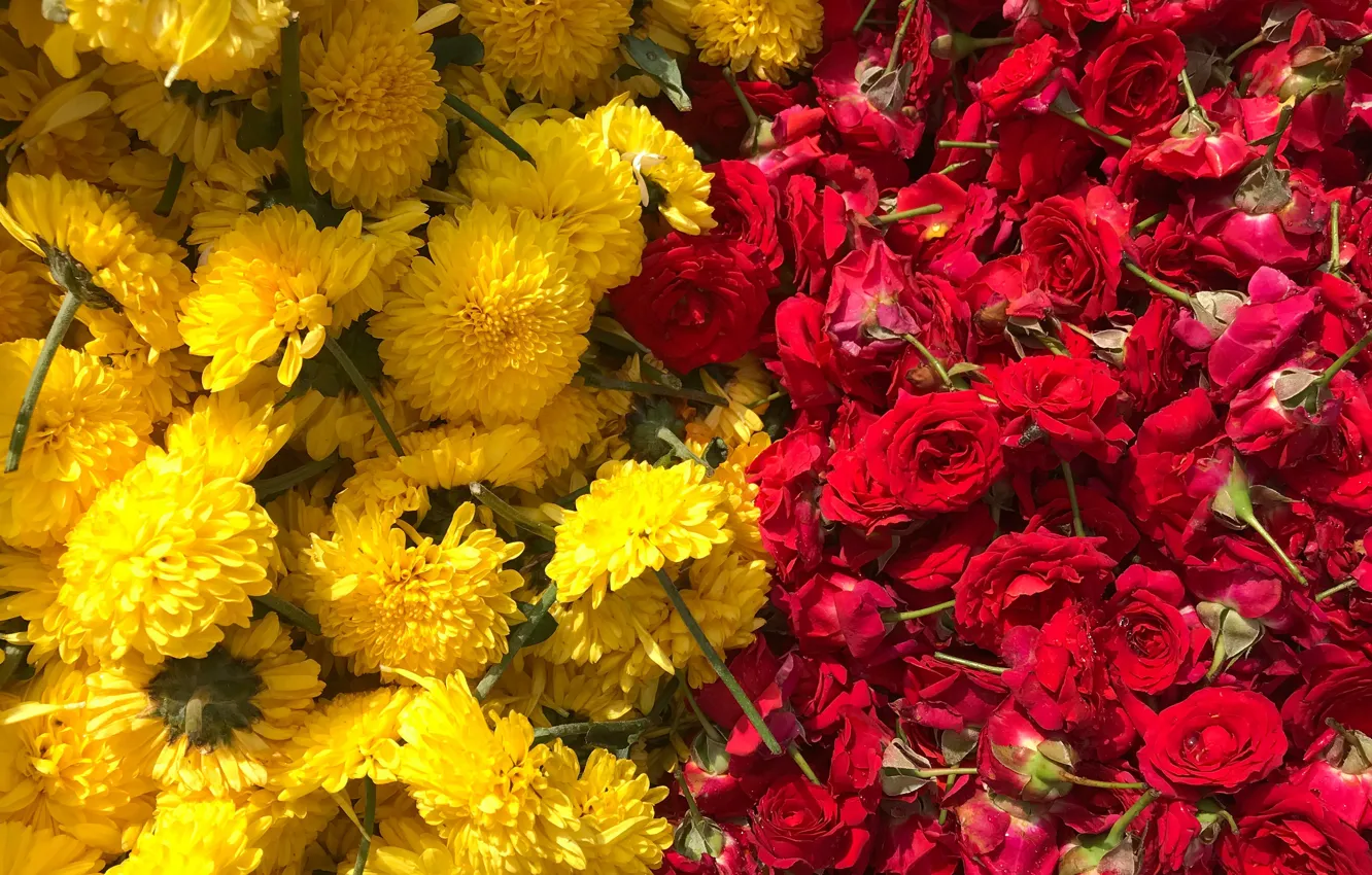 Photo wallpaper flowers, roses, yellow, red, chrysanthemum, a lot