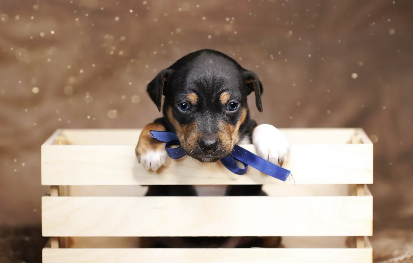 Photo wallpaper background, each, basket, baby, puppy, box