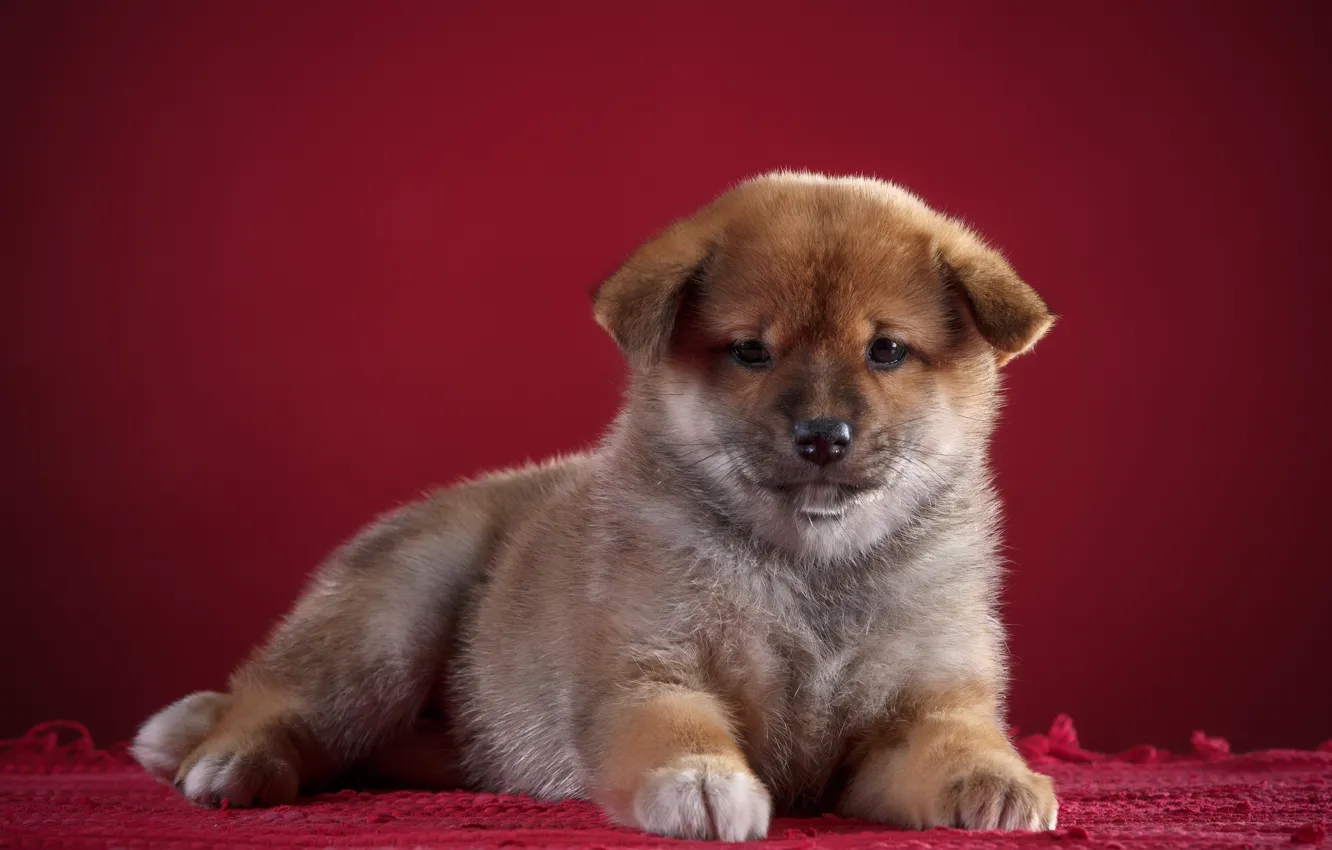 Photo wallpaper background, dog, puppy