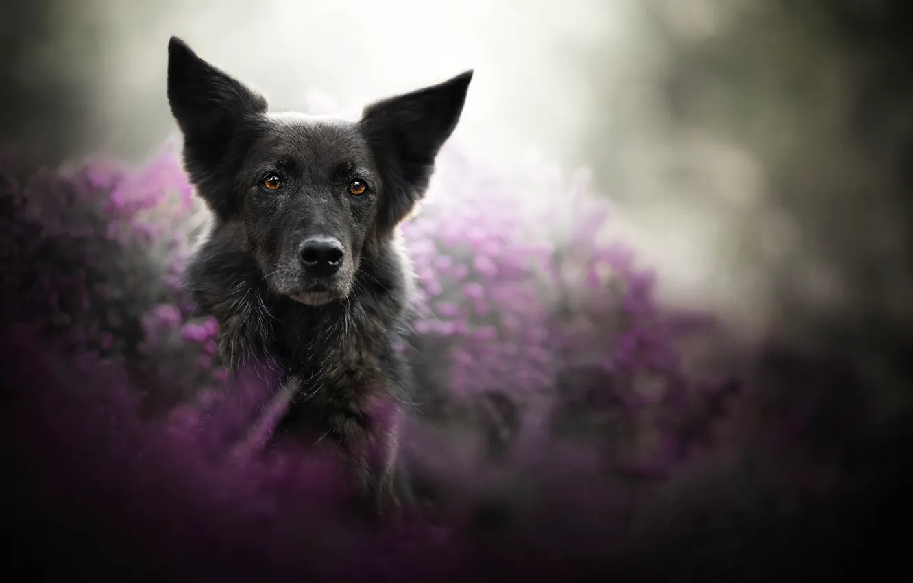 Photo wallpaper look, face, dog, bokeh