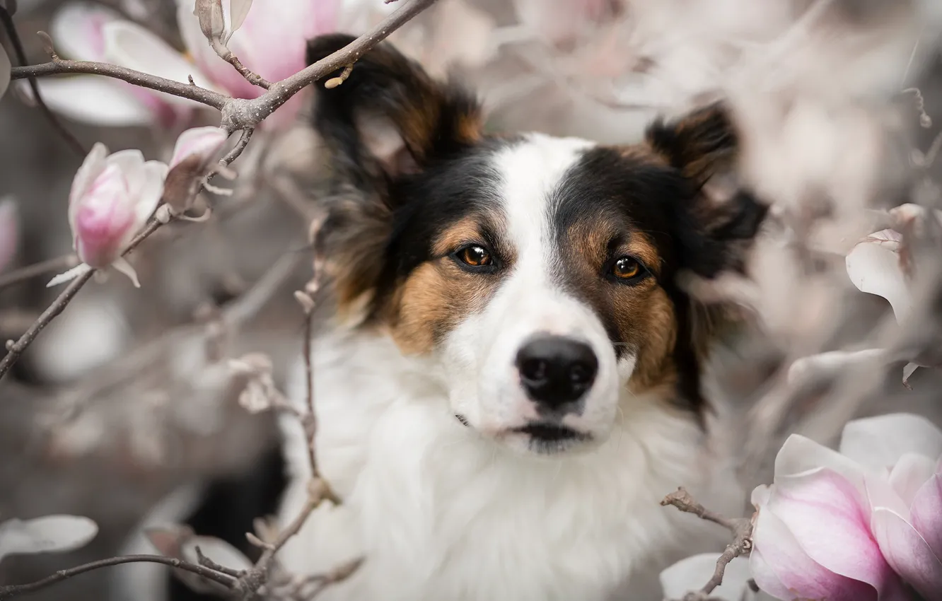 Photo wallpaper look, face, flowers, branches, portrait, dog, Magnolia