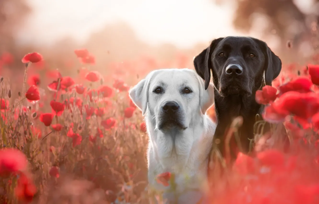 Photo wallpaper field, dogs, white, summer, look, flowers, mood, glade