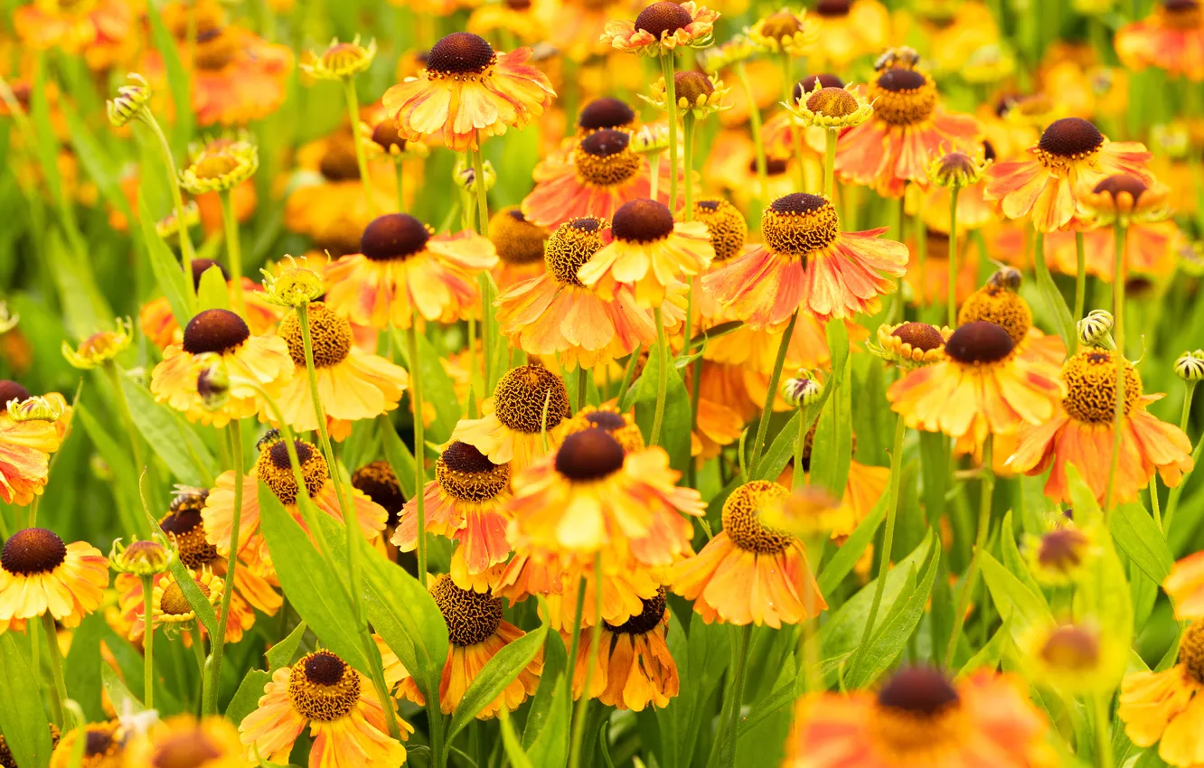 Photo wallpaper flowers, yellow, the bushes, gelenium, otrangevye