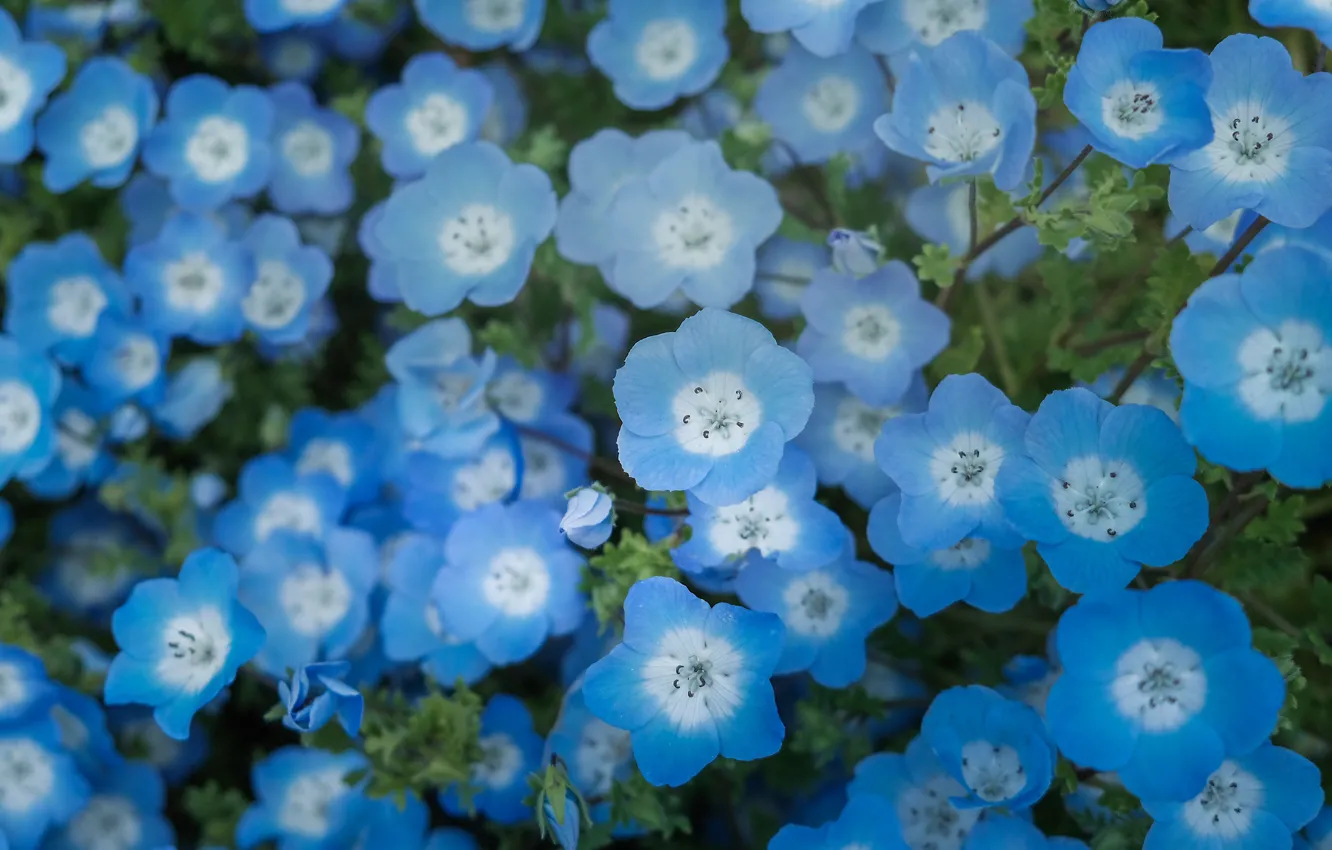 Photo wallpaper flowers, blue, Nemophila