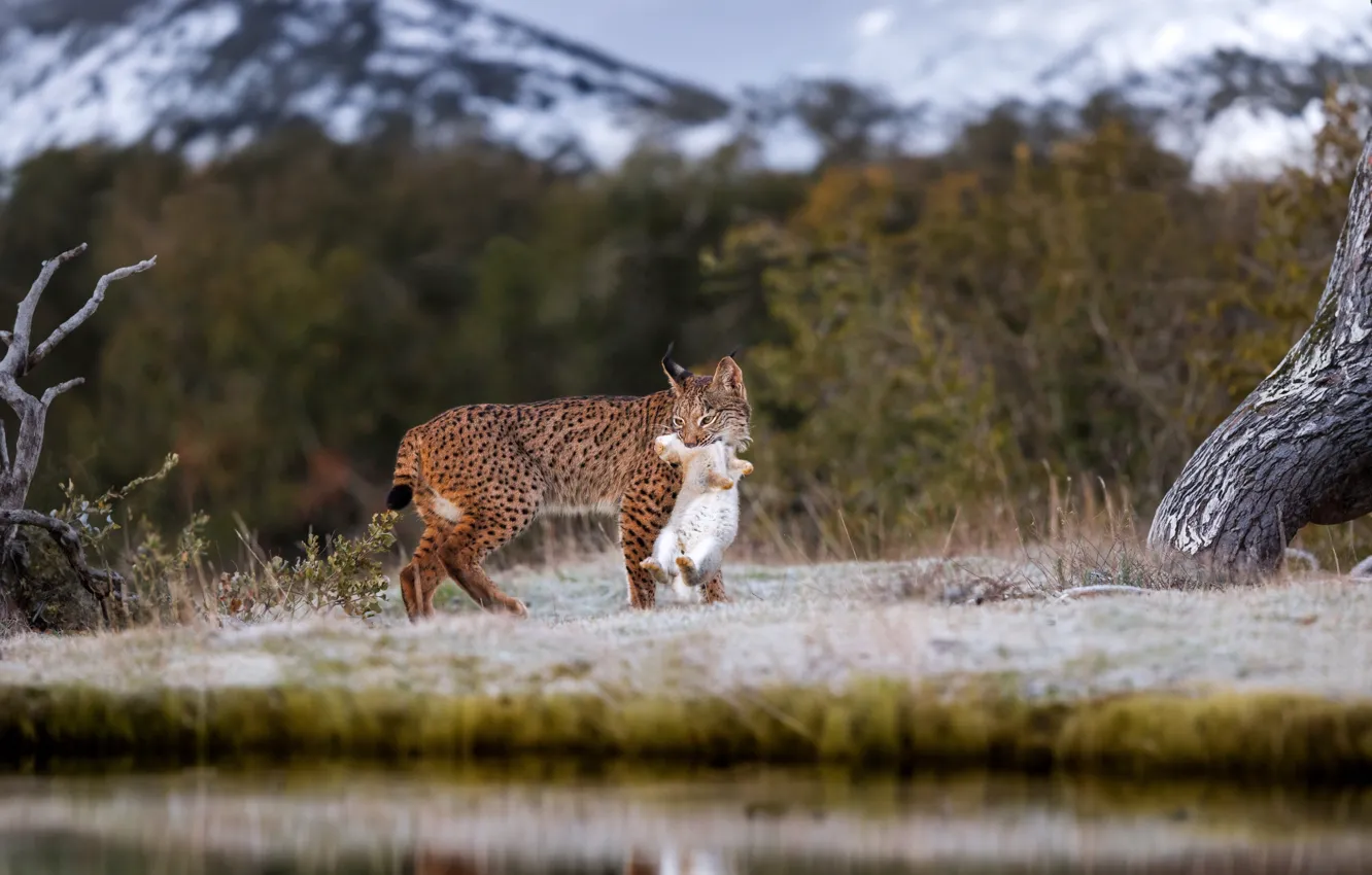 Photo wallpaper look, face, nature, pose, lynx