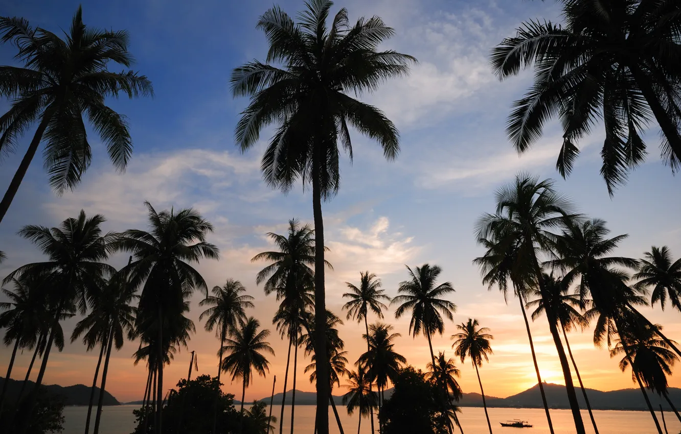 Photo wallpaper sea, beach, summer, sunset, palm trees, shore, silhouette, summer