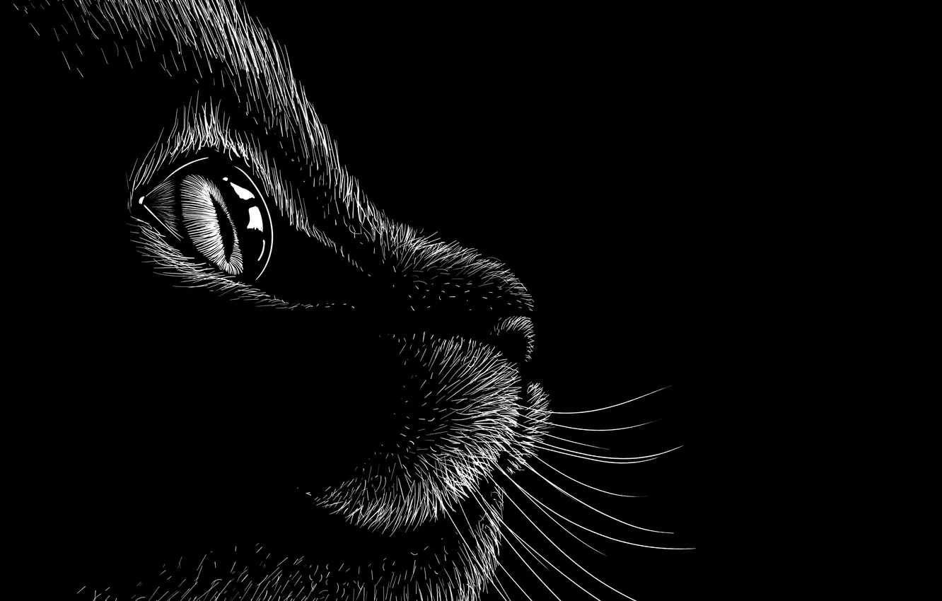 Photo wallpaper eyes, cat, mustache, look, art, black and white, black background, kitty