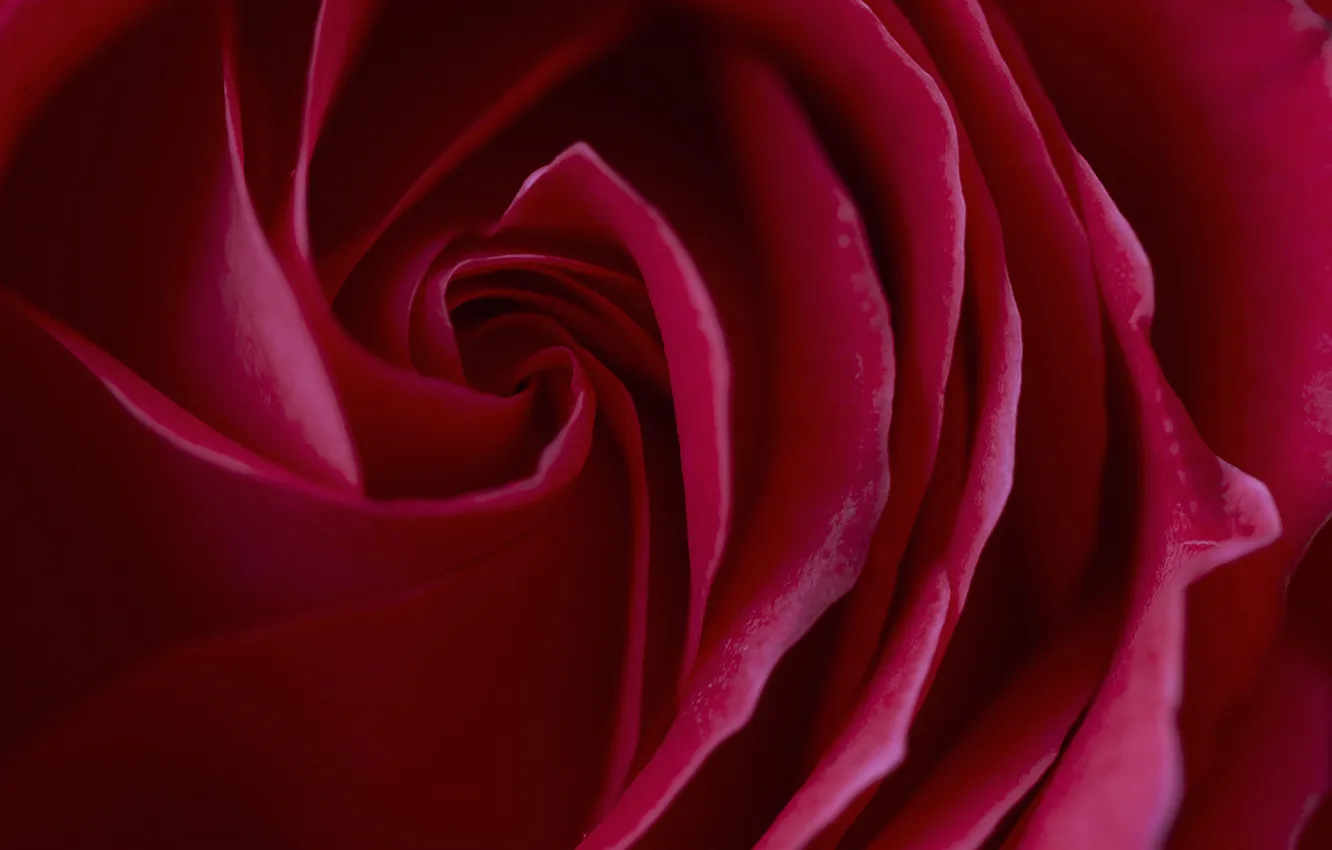 Photo wallpaper flowers, paint, roses, petals, buds