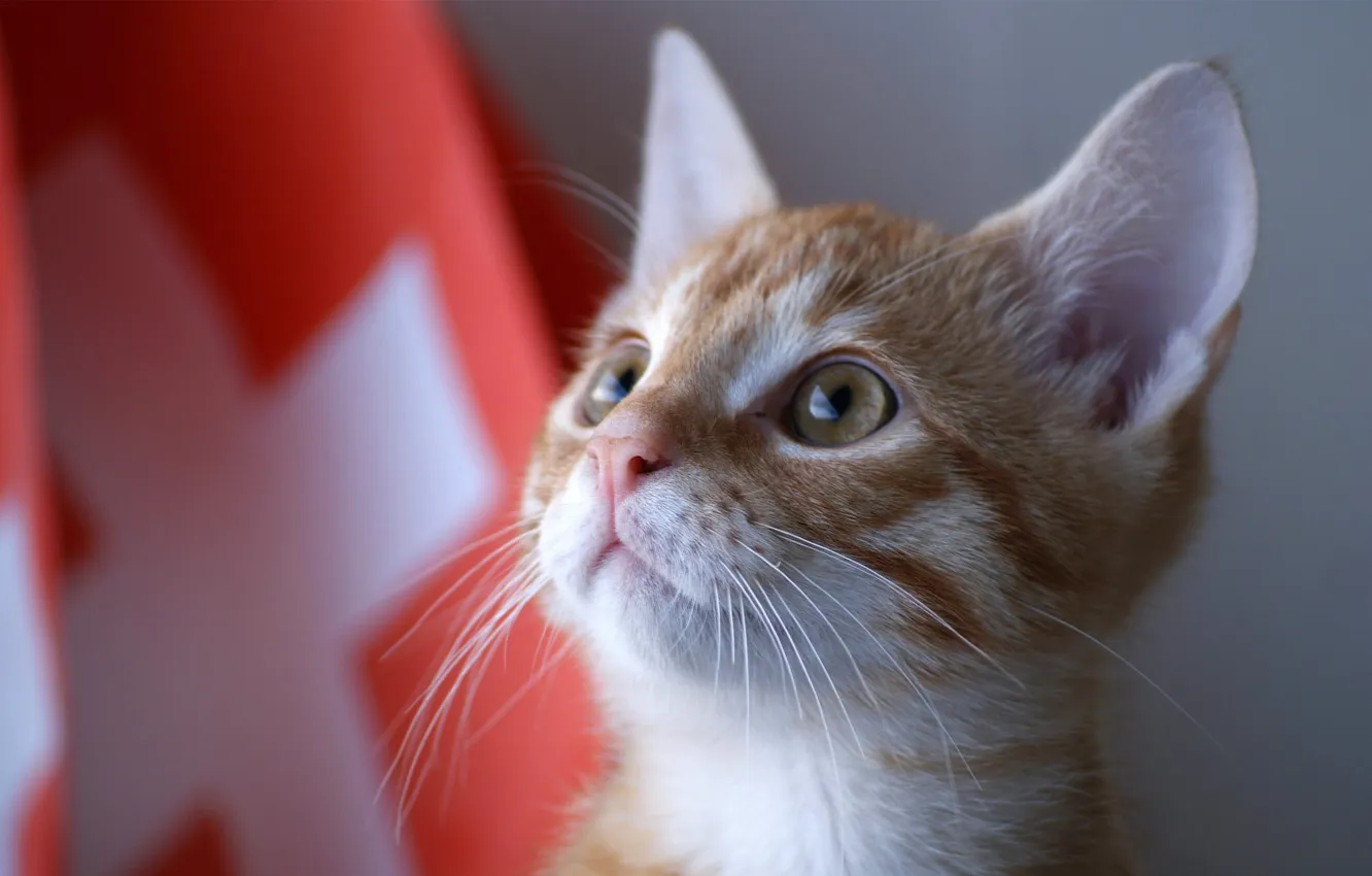 Photo wallpaper cat, Switzerland, kitty, kitty
