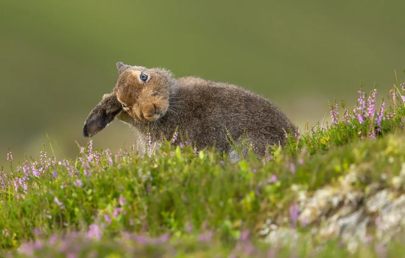 Photo wallpaper summer, nature, Mountain Hare