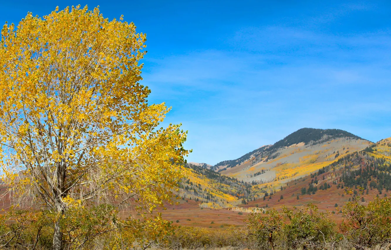 Photo wallpaper autumn, the sky, trees, mountains