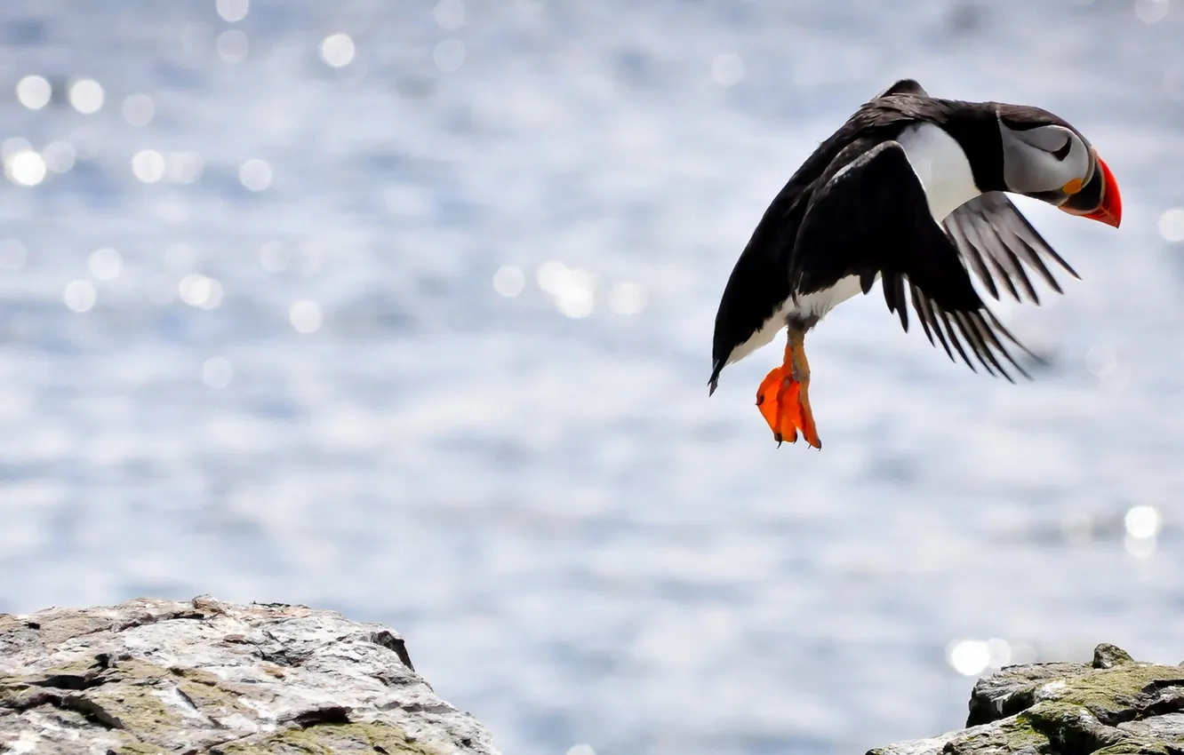 Photo wallpaper nature, bird, Puffin