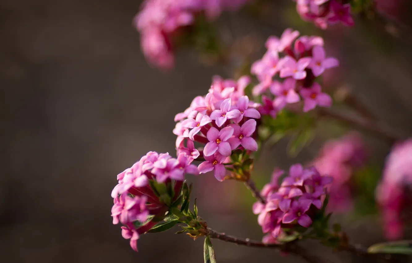 Photo wallpaper macro, inflorescence, Daphne Borovoy
