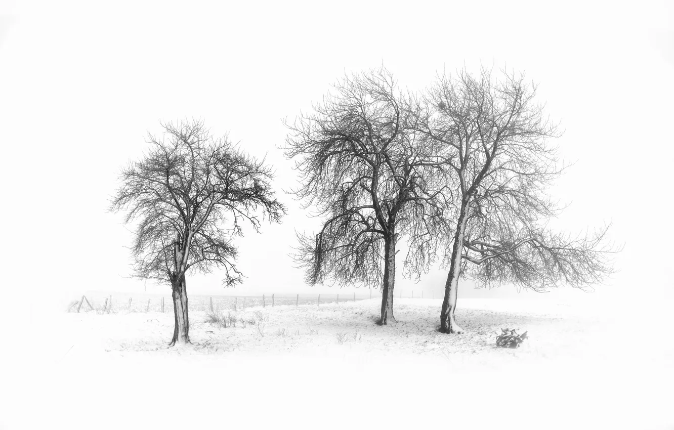 Photo wallpaper winter, trees, nature