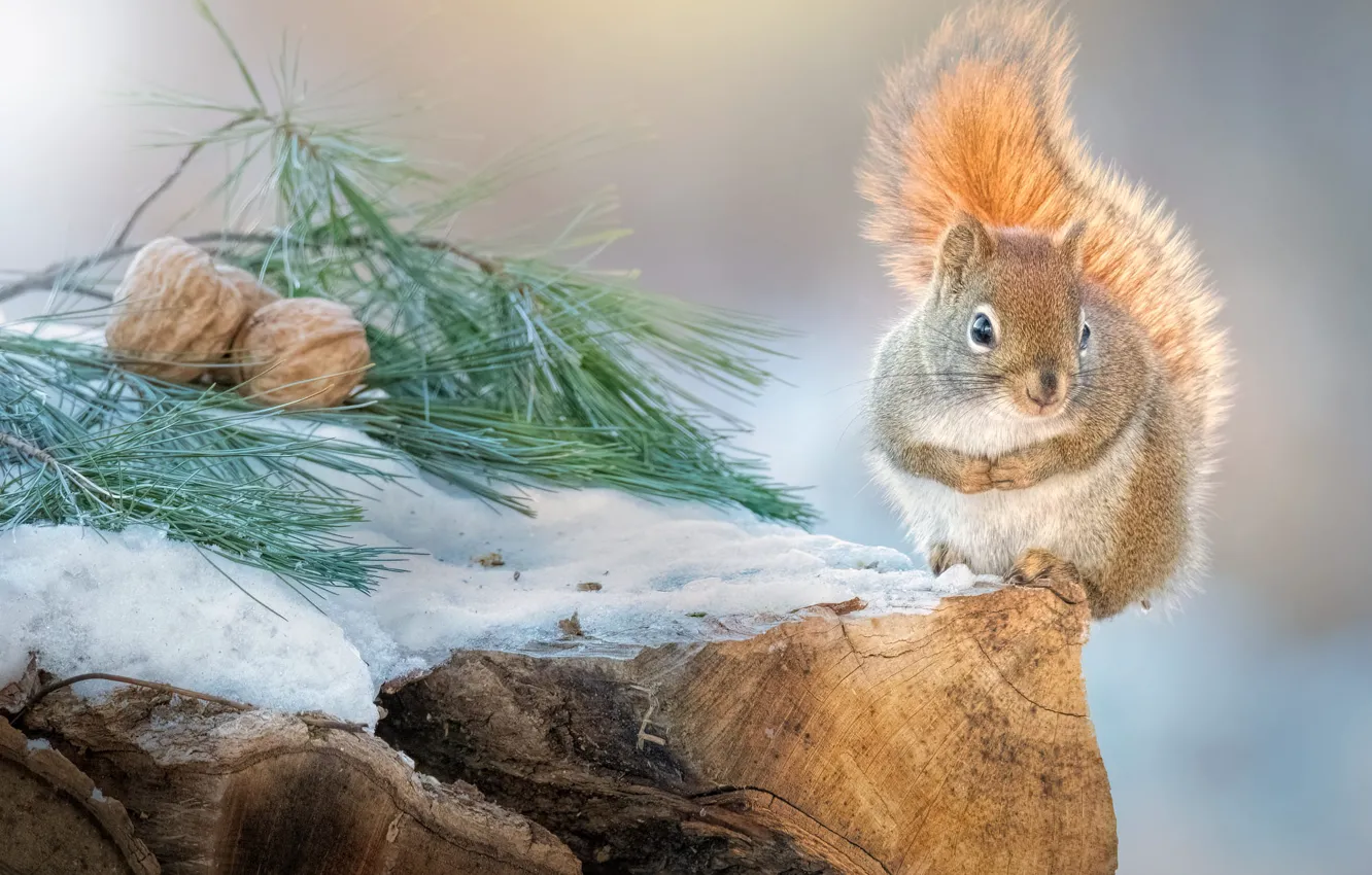 Photo wallpaper winter, snow, grey, stump, protein, nuts, sitting, needles