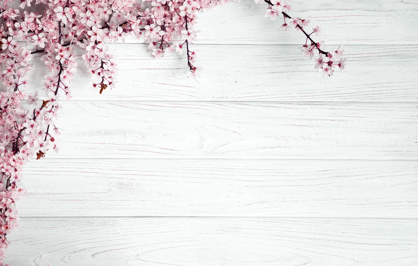 Photo wallpaper flowers, Sakura, flowering trees, template