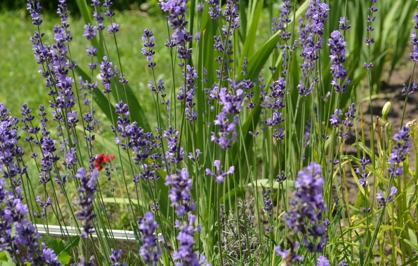 Photo wallpaper flowers, nature, lavender