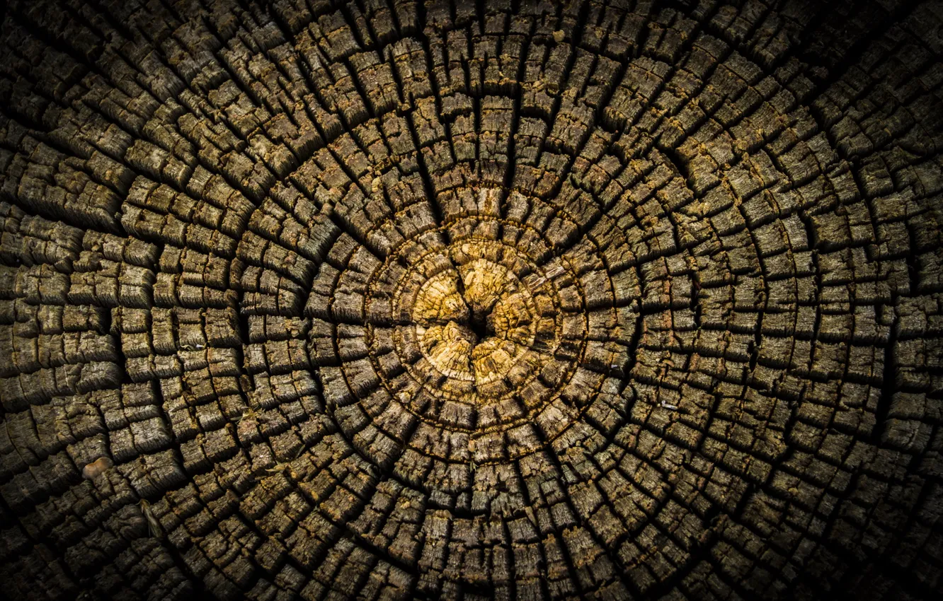 Photo wallpaper trees, background, texture