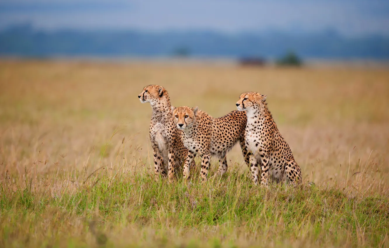 Photo wallpaper field, the sky, grass, look, nature, Cheetah, three, wild cats