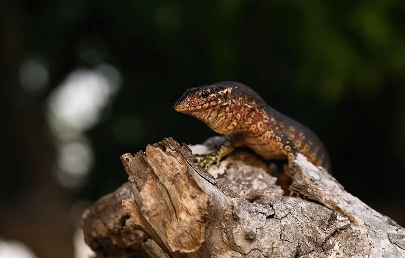 Photo wallpaper look, the dark background, stump, lizard, Agama, brown, bokeh