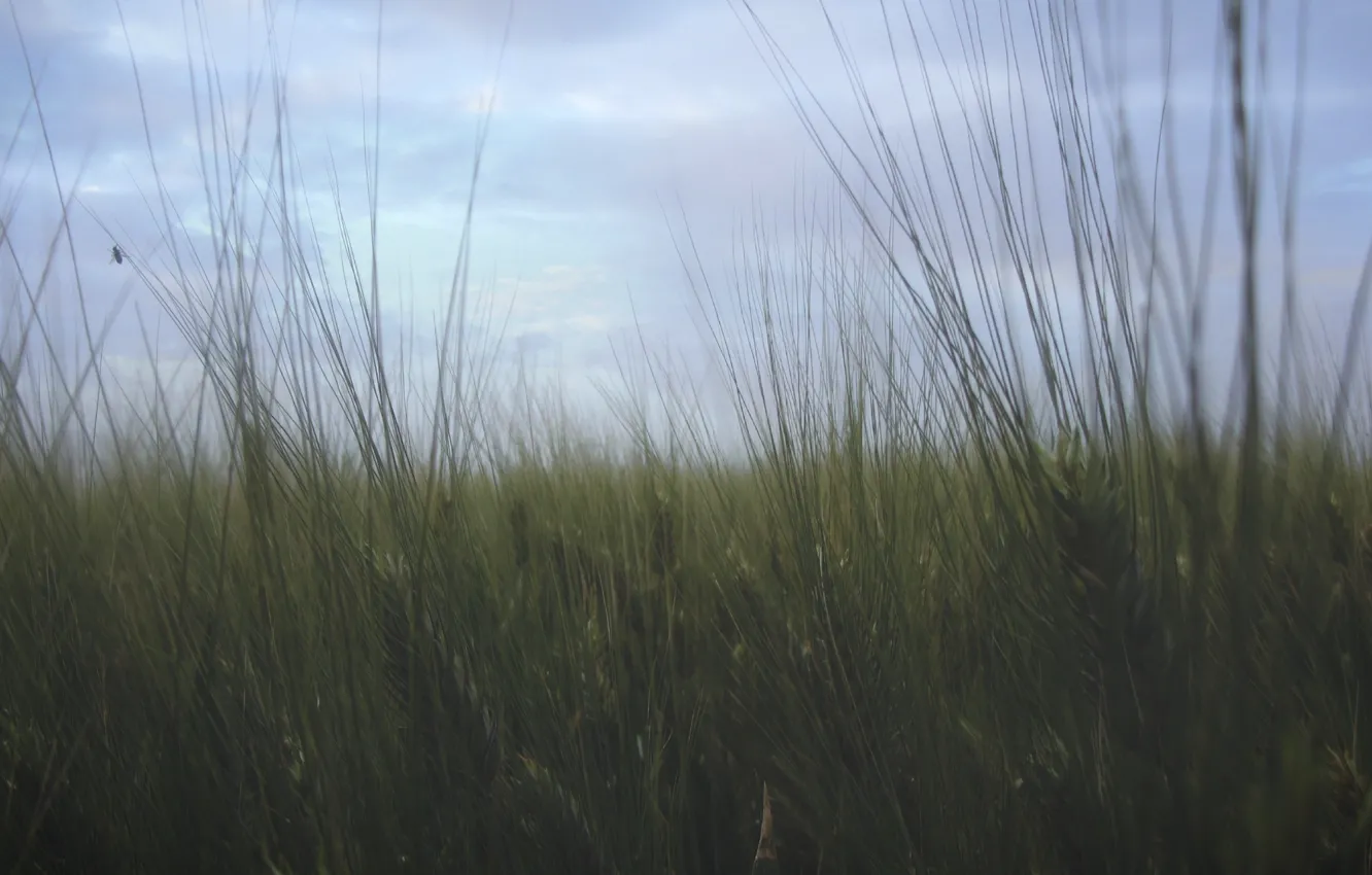 Wallpaper field, Persia, Iran, Behbahan, Grainfield for mobile and